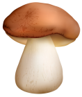 Boletus Mushroom PNG Clipart - High-quality PNG Clipart Image from ClipartPNG.com
