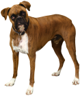 Brown Bulldog PNG Clipart - High-quality PNG Clipart Image from ClipartPNG.com