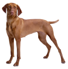 Brown Dog PNG Clipart  - High-quality PNG Clipart Image from ClipartPNG.com