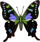 Butterfly PNG Clip Art - High-quality PNG Clipart Image from ClipartPNG.com