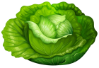 Cabbage PNG Clip Art  - High-quality PNG Clipart Image from ClipartPNG.com