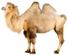 Camel PNG Clip Art - High-quality PNG Clipart Image from ClipartPNG.com
