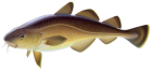 Carp Fish PNG Clipart - High-quality PNG Clipart Image from ClipartPNG.com