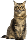 Cat PNG Clip Art  - High-quality PNG Clipart Image from ClipartPNG.com