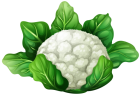 Cauliflower PNG Clip Art - High-quality PNG Clipart Image from ClipartPNG.com