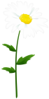 Chamomile PNG Clipart Image  - High-quality PNG Clipart Image from ClipartPNG.com