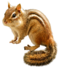 Chipmunk PNG Clip Art  - High-quality PNG Clipart Image from ClipartPNG.com