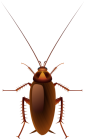 Cockroach PNG Clip Art  - High-quality PNG Clipart Image from ClipartPNG.com