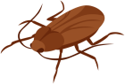 Cockroach PNG Clip Art  - High-quality PNG Clipart Image from ClipartPNG.com