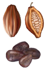 Cocoa Nut PNG Clip Art - High-quality PNG Clipart Image from ClipartPNG.com