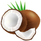 Coconut PNG Clip Art  - High-quality PNG Clipart Image from ClipartPNG.com