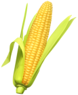 Corn PNG Clipart - High-quality PNG Clipart Image from ClipartPNG.com