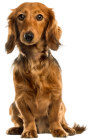 Cute Dog PNG Clip Art - High-quality PNG Clipart Image from ClipartPNG.com
