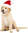 Cute Dog with Santa Hat PNG Clipart - High-quality PNG Clipart Image from ClipartPNG.com