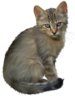 Cute Kitten PNG Clipart - High-quality PNG Clipart Image from ClipartPNG.com