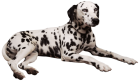 Dalmatian PNG Clipart - High-quality PNG Clipart Image from ClipartPNG.com