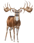 Deer PNG Clip Art - High-quality PNG Clipart Image from ClipartPNG.com