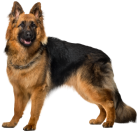 Dog German Shepherd PNG Clip Art - High-quality PNG Clipart Image from ClipartPNG.com