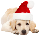 Dog with Santa Hat PNG Clipart - High-quality PNG Clipart Image from ClipartPNG.com