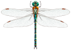 Dragonfly PNG Clip Art - High-quality PNG Clipart Image from ClipartPNG.com