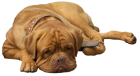 English Bulldog PNG Clip Art - High-quality PNG Clipart Image from ClipartPNG.com