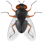 Fly PNG Clip Art  - High-quality PNG Clipart Image from ClipartPNG.com