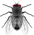 Fly PNG Clip Art - High-quality PNG Clipart Image from ClipartPNG.com
