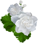 Gardenia Clip Art - High-quality PNG Clipart Image from ClipartPNG.com