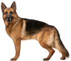 German Shepherd Dog PNG Clip Art - High-quality PNG Clipart Image from ClipartPNG.com