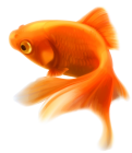 Gold Fish PNG Clipart  - High-quality PNG Clipart Image from ClipartPNG.com