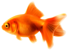 Goldfish PNG Clipart  - High-quality PNG Clipart Image from ClipartPNG.com