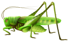 Grasshopper PNG Clip Art  - High-quality PNG Clipart Image from ClipartPNG.com