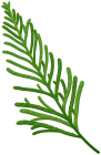 Green Cedar Twig PNG Clipart  - High-quality PNG Clipart Image from ClipartPNG.com