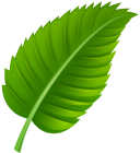 Green Leaf PNG Clip Art  - High-quality PNG Clipart Image from ClipartPNG.com