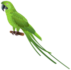 Green Parrot PNG Clipart  - High-quality PNG Clipart Image from ClipartPNG.com