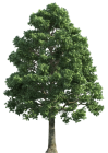 Green Realistic Tree PNG Clip Art  - High-quality PNG Clipart Image from ClipartPNG.com