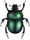 Green Rose Chafer Beetle PNG Clip Art  - High-quality PNG Clipart Image from ClipartPNG.com