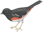 Grey Bird PNG Clipart  - High-quality PNG Clipart Image from ClipartPNG.com
