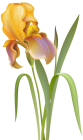Iris Flower PNG Clip Art - High-quality PNG Clipart Image from ClipartPNG.com