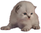 Kitten PNG Clip Art - High-quality PNG Clipart Image from ClipartPNG.com