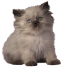 Kitten PNG Clipart - High-quality PNG Clipart Image from ClipartPNG.com