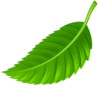 Leaf PNG Clip Art  - High-quality PNG Clipart Image from ClipartPNG.com