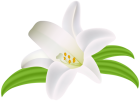 Lilium Flower PNG Clipart Image  - High-quality PNG Clipart Image from ClipartPNG.com