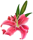 Lily Pink Flower PNG Clipart - High-quality PNG Clipart Image from ClipartPNG.com