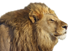 Lion PNG Clip Art  - High-quality PNG Clipart Image from ClipartPNG.com
