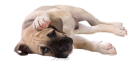 Little Dog PNG Clipart - High-quality PNG Clipart Image from ClipartPNG.com