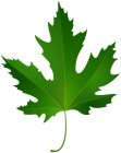 Maple Leaf PNG Clip Art - High-quality PNG Clipart Image from ClipartPNG.com
