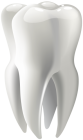 Molar PNG Clip Art