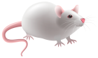 Mouse PNG Clip Art  - High-quality PNG Clipart Image from ClipartPNG.com