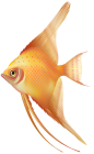 Nice Exotic Fish PNG Clipart - High-quality PNG Clipart Image from ClipartPNG.com
